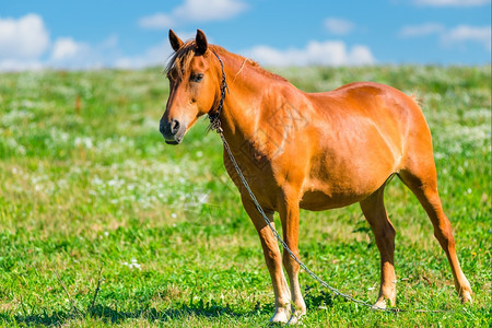阳光明媚的日子棕色马在牧草中图片