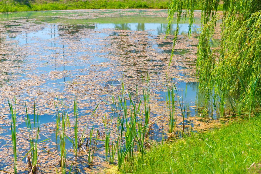 阳光明媚的一天藻类消融的池塘过量生长高清图片下载-正版图片303308841-摄图网