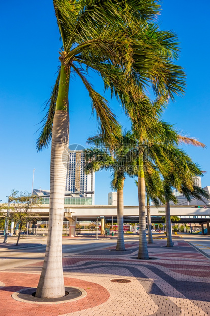 美丽的迈阿密海滩鱼眼城市风景艺术deco建筑和棕榈树图片