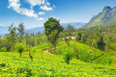 在光滑的山丘上种植茶叶图片