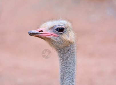 关闭野生的ostrich闭着眼睛的头部未聚焦背景图片