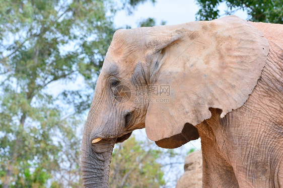 灰色皮大象和的尾巴嘴唇与象牙密闭图片