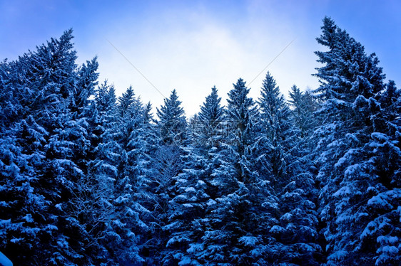 雪景中的松树林图片