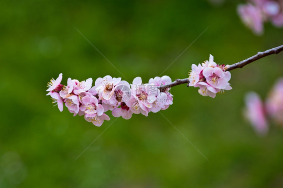 绿色背景的花树春光图片