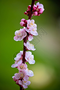 绿色背景的花树春光图片