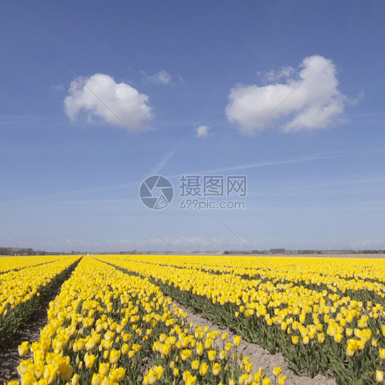 黄郁金花地加上蓝色天空和两朵云在诺尔多斯托波极中图片