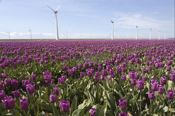 浅地的紫色郁金香田和风力涡轮机与阴地法尔沃兰省的蓝天空相对图片