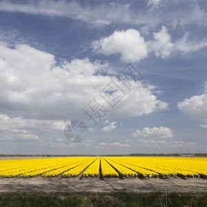 花朵田中黄色的郁金香图片