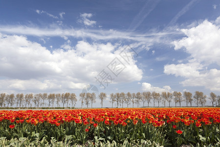 田地上充满活力的红色和黄郁金香在土丘地貌背景中有树线和蓝天空图片