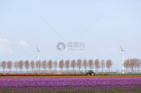 红郁金香风景在荷兰河内弗列沃的杜特奇省有树木和风力涡轮机图片