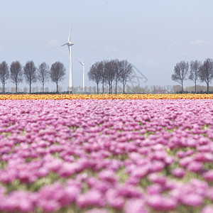 红色郁金香地景观在荷兰河边的杜特奇省佛莱沃地有树木和风力涡轮机图片