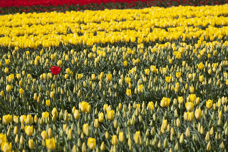 一个红色的郁金香似乎在很多黄色花朵和荷兰田的芽之间失去了一个红色的郁金香图片