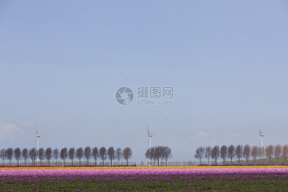 土丘郁金花朵景观上充满活力的粉红和橙色郁金香树并配有一排木和风涡轮机图片