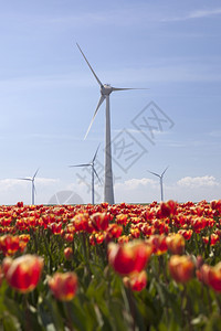 与蓝天空和红郁金园相对的风涡轮机图片