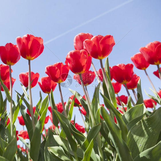 荷兰郁金香花卉景观的红郁金香和蓝天特写图片