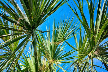 蓝天对准棕榈树图片