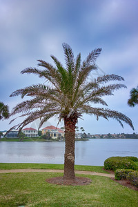 佛罗里达的海滨观光鸟和棕榈树图片