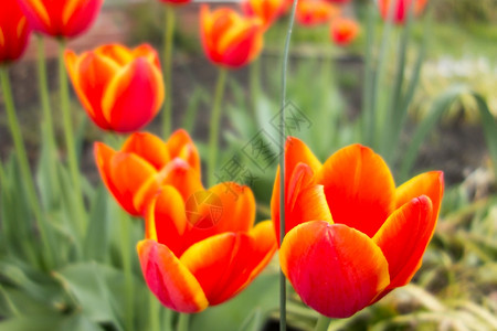 春花园的橙色郁金背景图片