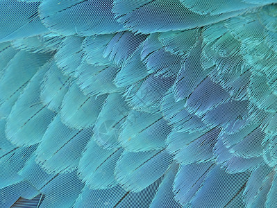 蓝色和黄金刚鹦鹉翅膀羽毛图片