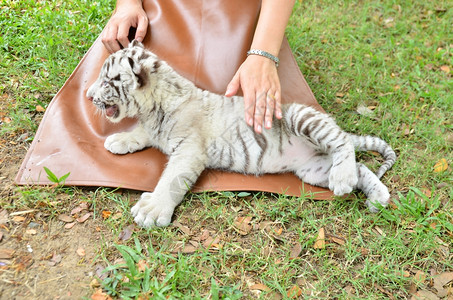 动物园管理员照顾和喂养婴儿白老虎图片