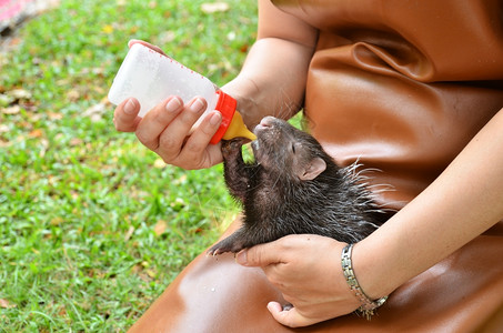 动物园管理员照顾和喂养幼小豪猪图片