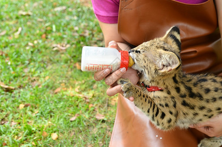动物园管理员照顾和喂养小豹子背景图片