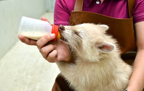 动物园管理员照顾和喂养婴儿白化虫浣熊图片