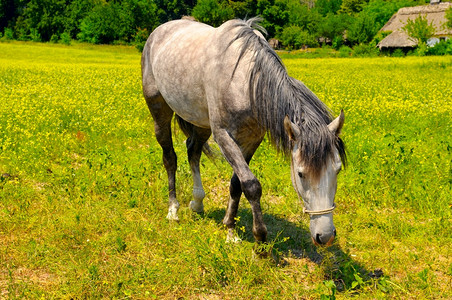 草原上的老马高清图片