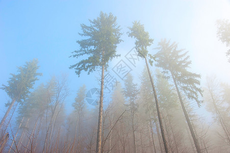 在森林的清晨雾中喷喀尔巴阡山脉图片