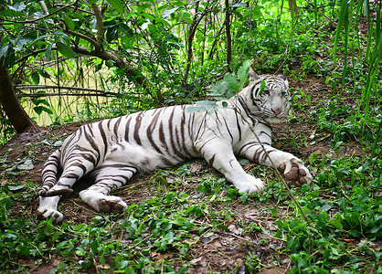 自然中休息的白雌虎图片
