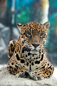 动物园中的美洲豹图片