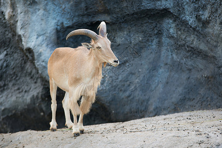 站在岩石上立的雌野羊amotrguslervia图片