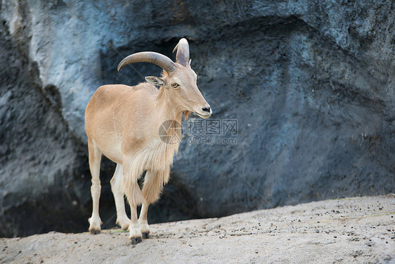 站在岩石上立的雌野羊amotrguslervia图片