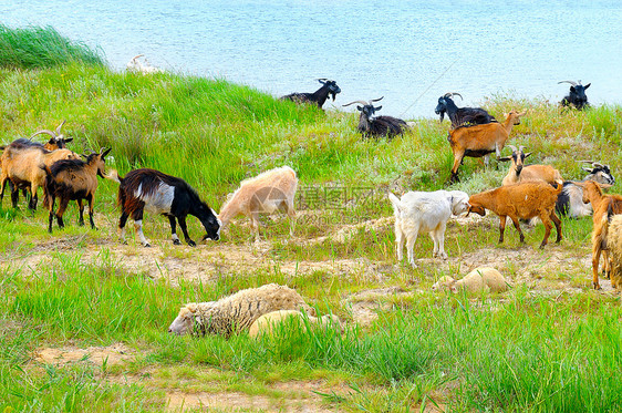 放牧的家养山羊图片
