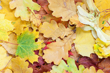 一堆秋树叶背景图片