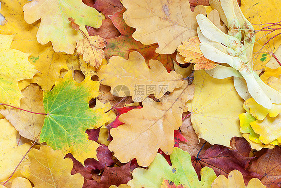 一堆秋树叶图片