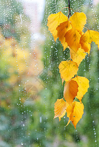 下雨天的树叶图片