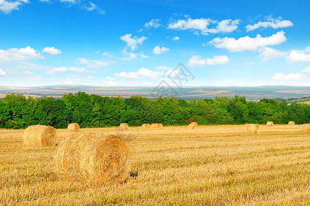 小麦田和蓝天上的小麦田和蓝天上图片