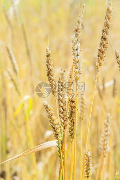 田间小麦熟耳缝合垂直图像图片