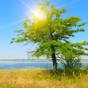 小溪  天空海湾和太阳岸边的一棵树背景