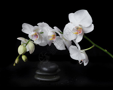 白兰花朵上沾满水滴和石头用于黑色底按摩图片