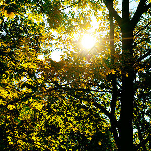 阳光穿透橡树叶背景图片