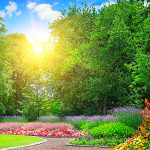 夏季公园花床多彩日出在蓝天图片