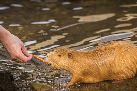 man以河鼠被称为coypu或ntria的手喂食一种图像从水中出来温柔地从人和手中拿一块胡萝卜图片