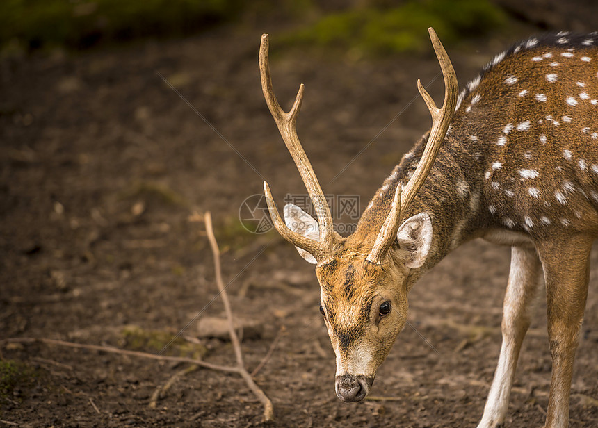雄鹿轴的肖像伟大的动物肖像一只鹿头配有美丽的对称鹿角照片拍摄在pforzheim野生公园德国图片