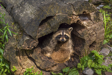 浣熊藏在空洞的树桩里可笑画面一只可爱的浣熊在空洞树桩里照片来自德国的普福兹海姆野生公园图片