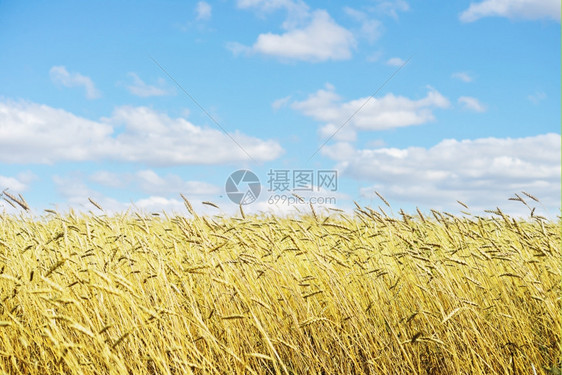 金麦田和蓝天空图片