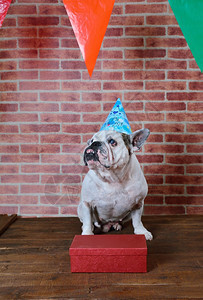 法国斗牛犬在生日时的肖像图片