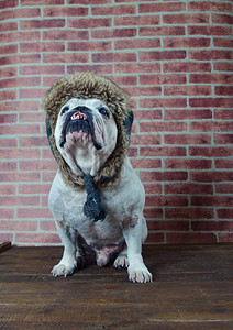 长着冬帽的老法国斗牛犬肖像图片