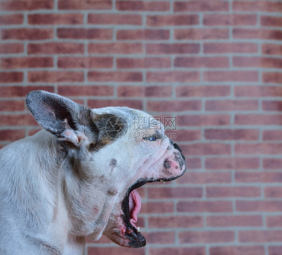 张开嘴的法斗犬肖像图片